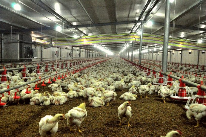 雞場選址、規(guī)劃、布局、設計、設備、與建設