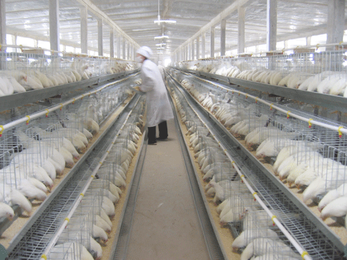 中國(guó)畜牧業(yè)協(xié)會(huì)